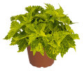 Palettblad Coleus